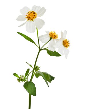 Bidens pilosa, Tüylü dilenciler, beyaz arka planda izole beyaz çiçek, kırpma yolu ile            