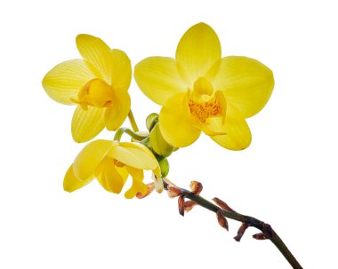 Vanda Orkideleri, Sarı Orkideler beyaz arkaplanda izole edilmiş, kırpma yolu ile                              