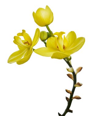 Vanda Orkideleri, Sarı Orkideler beyaz arkaplanda izole edilmiş, kırpma yolu ile                              