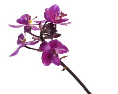 Mor orkide, Filipin zemin orkidesi, beyaz arka planda izole tropik çiçekler, kırpma yolu ile                               