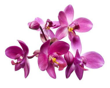 Mor orkide, Filipin zemin orkidesi, beyaz arka planda izole tropik çiçekler, kırpma yolu ile                               