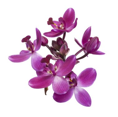 Mor orkide, Filipin zemin orkidesi, beyaz arka planda izole tropik çiçekler, kırpma yolu ile                               