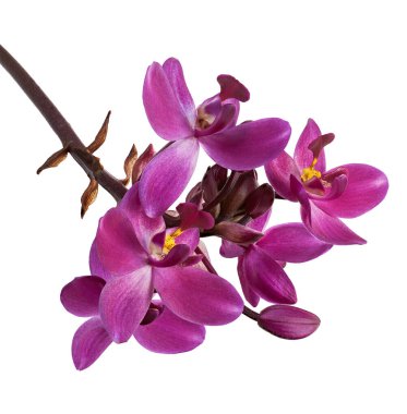 Mor orkide, Filipin zemin orkidesi, beyaz arka planda izole tropik çiçekler, kırpma yolu ile                               