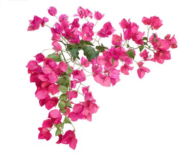Bougainvillea çiçeği, Paperflower, Pembe Bougainvillea çiçeği beyaz arka planda izole edilmiş, kırpma yolu ile                         