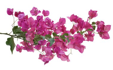 Bougainvillea çiçeği, Paperflower, Pembe Bougainvillea çiçeği beyaz arka planda izole edilmiş, kırpma yolu ile                         