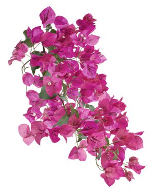 Bougainvillea çiçeği, Paperflower, Pembe Bougainvillea çiçeği beyaz arka planda izole edilmiş, kırpma yolu ile                         