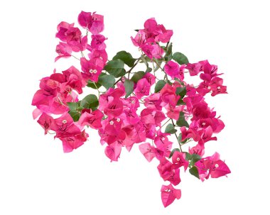 Bougainvillea çiçeği, Paperflower, Pembe Bougainvillea çiçeği beyaz arka planda izole edilmiş, kırpma yolu ile                         