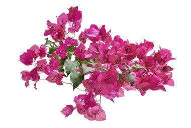 Bougainvillea çiçeği, Paperflower, Pembe Bougainvillea çiçeği beyaz arka planda izole edilmiş, kırpma yolu ile                         