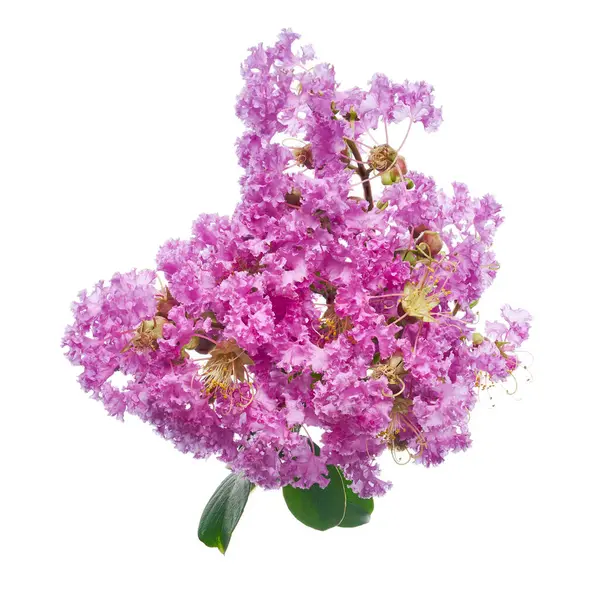 Mor Krep mersin çiçekleri, Lagerstroemia indica, Mor çiçekler beyaz arka planda izole edilmiş, kırpma yolu ile 