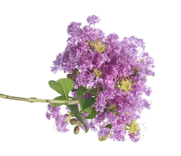Mor Krep mersin çiçekleri, Lagerstroemia indica, Mor çiçekler beyaz arka planda izole edilmiş, kırpma yolu ile 