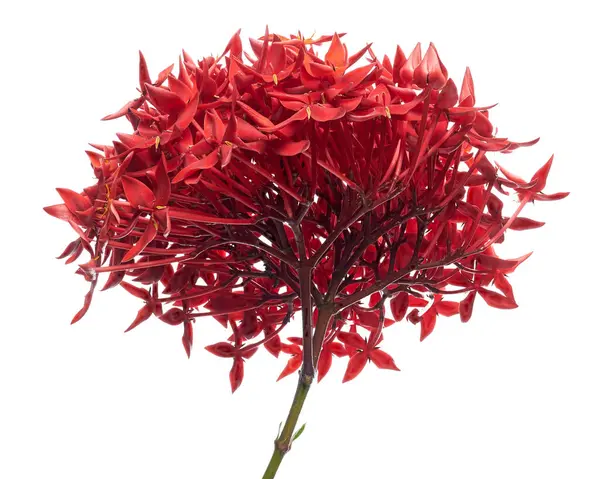 Mahs coccinea çiçek, yapraklarla izole kırpma yolu ile beyaz zemin üzerine kırmızı mahs                             