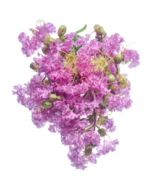 Mor Krep mersin çiçekleri, Lagerstroemia indica, Mor çiçekler beyaz arka planda izole edilmiş, kırpma yolu ile 