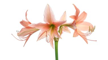 Hippeastrum ya da Amaryllis çiçekleri, beyaz arka planda izole edilmiş turuncu amilis çiçekleri, kırpma yolu ile                              