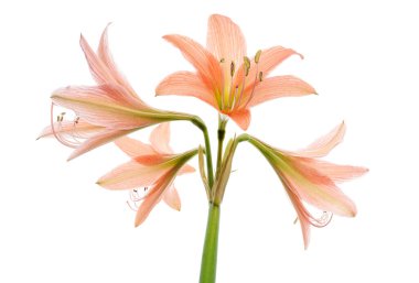 Hippeastrum ya da Amaryllis çiçekleri, beyaz arka planda izole edilmiş turuncu amilis çiçekleri, kırpma yolu ile                              