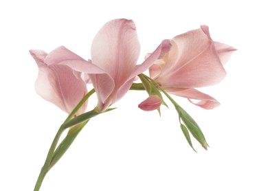 Gladiolus çiçekleri, Pembe gladiolus beyaz arka planda soyutlanmış bir dalda çiçek açıyor, kırpma yolu ile                       