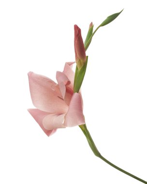 Gladiolus çiçekleri, Pembe gladiolus beyaz arka planda soyutlanmış bir dalda çiçek açıyor, kırpma yolu ile                       