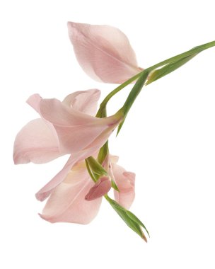 Gladiolus çiçekleri, Pembe gladiolus beyaz arka planda soyutlanmış bir dalda çiçek açıyor, kırpma yolu ile                       