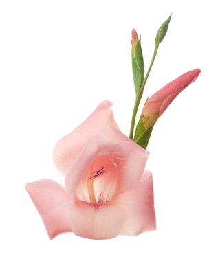 Gladiolus çiçekleri, Pembe gladiolus beyaz arka planda soyutlanmış bir dalda çiçek açıyor, kırpma yolu ile                       