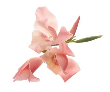 Gladiolus çiçekleri, Pembe gladiolus beyaz arka planda soyutlanmış bir dalda çiçek açıyor, kırpma yolu ile                       
