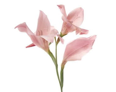 Gladiolus çiçekleri, Pembe gladiolus beyaz arka planda soyutlanmış bir dalda çiçek açıyor, kırpma yolu ile                       