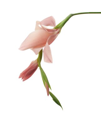 Gladiolus çiçekleri, Pembe gladiolus beyaz arka planda soyutlanmış bir dalda çiçek açıyor, kırpma yolu ile                   