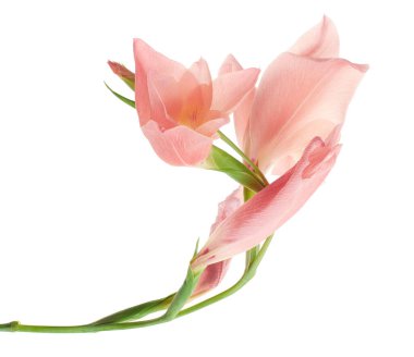 Gladiolus çiçekleri, Pembe gladiolus beyaz arka planda soyutlanmış bir dalda çiçek açıyor, kırpma yolu ile                   