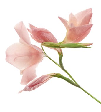 Gladiolus çiçekleri, Pembe gladiolus beyaz arka planda soyutlanmış bir dalda çiçek açıyor, kırpma yolu ile                   