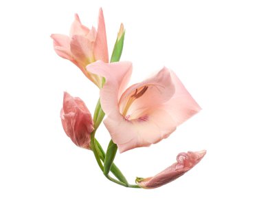 Gladiolus çiçekleri, Pembe gladiolus beyaz arka planda soyutlanmış bir dalda çiçek açıyor, kırpma yolu ile                   