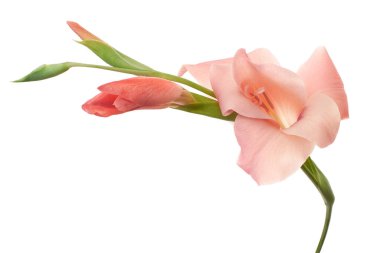 Gladiolus çiçekleri, Pembe gladiolus beyaz arka planda soyutlanmış bir dalda çiçek açıyor, kırpma yolu ile                   