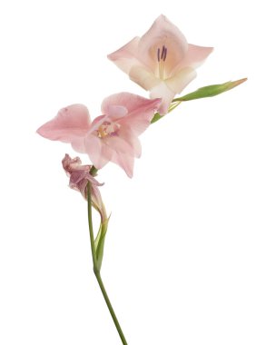 Gladiolus çiçekleri, Pembe gladiolus beyaz arka planda soyutlanmış bir dalda çiçek açıyor, kırpma yolu ile                   