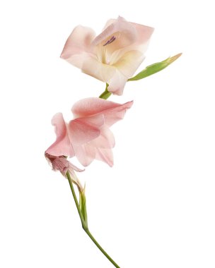 Gladiolus çiçekleri, Pembe gladiolus beyaz arka planda soyutlanmış bir dalda çiçek açıyor, kırpma yolu ile                   