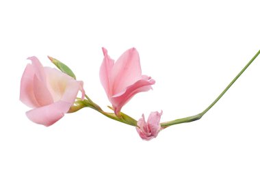 Gladiolus çiçekleri, Pembe gladiolus beyaz arka planda soyutlanmış bir dalda çiçek açıyor, kırpma yolu ile                   