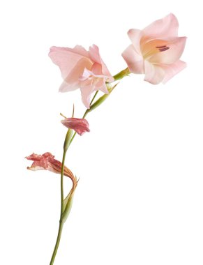 Gladiolus çiçekleri, Pembe gladiolus beyaz arka planda soyutlanmış bir dalda çiçek açıyor, kırpma yolu ile                   