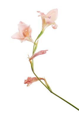 Gladiolus çiçekleri, Pembe gladiolus beyaz arka planda soyutlanmış bir dalda çiçek açıyor, kırpma yolu ile                   