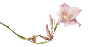 Gladiolus çiçekleri, Pembe gladiolus beyaz arka planda soyutlanmış bir dalda çiçek açıyor, kırpma yolu ile                   