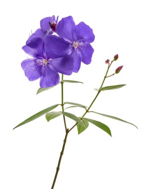 Yapraklı Malabar melastome çiçekleri, beyaz arkaplanda izole edilmiş tropik mor çiçek