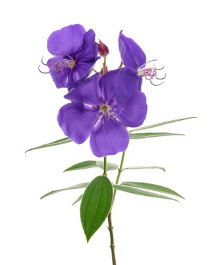 Yapraklı Malabar melastome çiçekleri, beyaz arkaplanda izole edilmiş tropik mor çiçek