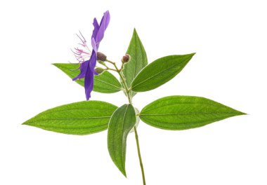 Yapraklı Malabar melastome çiçekleri, beyaz arkaplanda izole edilmiş tropik mor çiçek