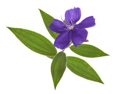 Yapraklı Malabar melastome çiçekleri, beyaz arkaplanda izole edilmiş tropik mor çiçek