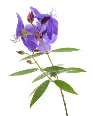 Yapraklı Malabar melastome çiçekleri, beyaz arkaplanda izole edilmiş tropik mor çiçek