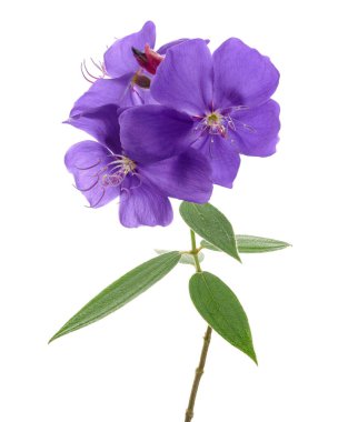 Yapraklı Malabar melastome çiçekleri, beyaz arkaplanda izole edilmiş tropik mor çiçek