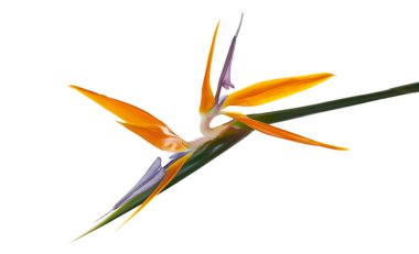 Strelitzia reginae çiçeği, cennet kuşu çiçeği, beyaz arka planda izole tropikal çiçek, kırpma yolu ile                              