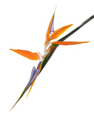 Strelitzia reginae çiçeği, cennet kuşu çiçeği, beyaz arka planda izole tropikal çiçek, kırpma yolu ile                              