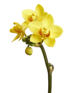 Sarı orkide, Filipin zemin orkidesi, beyaz arka planda izole tropik çiçekler, kırpma yolu ile                    