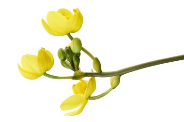 Sarı orkide, Filipin zemin orkidesi, beyaz arka planda izole tropik çiçekler, kırpma yolu ile                    