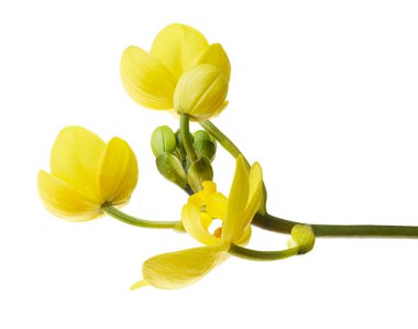 Sarı orkide, Filipin zemin orkidesi, beyaz arka planda izole tropik çiçekler, kırpma yolu ile                    