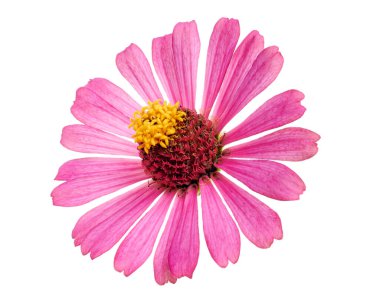 Pembe Zinnia Çiçeği, Zinnia Zarifleri beyaz arkaplanda izole edilmiş, kırpma yolu ile  
