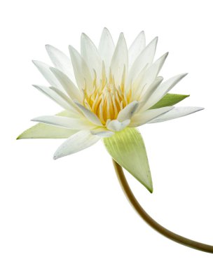 Beyaz nilüferler, çiçek açan nilüferler beyaz arka planda izole edilmiş, kırpma yolu ile                              