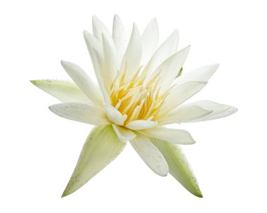 Beyaz nilüferler, çiçek açan nilüferler beyaz arka planda izole edilmiş, kırpma yolu ile                              