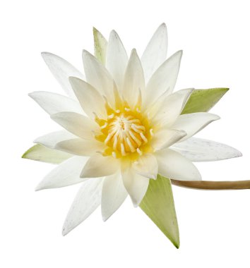 Beyaz nilüferler, çiçek açan nilüferler beyaz arka planda izole edilmiş, kırpma yolu ile                              